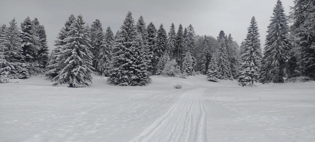 Des sapins pleins de givre et de neige.